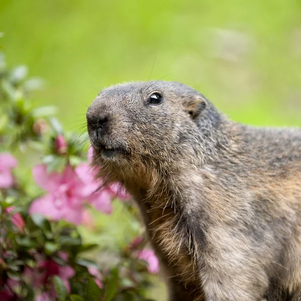 stock image Alpine Marmot - Marmota marmota