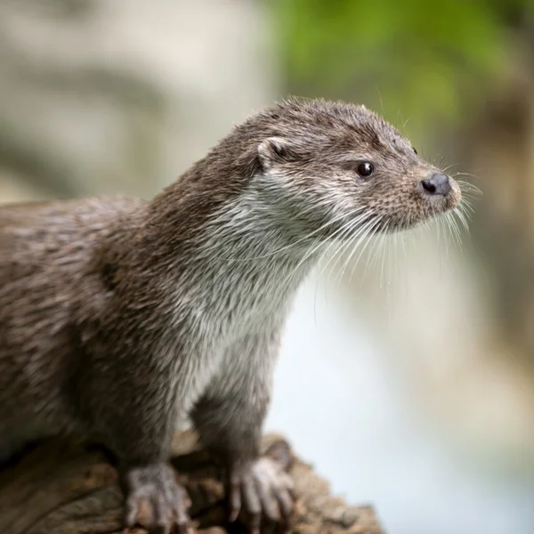 European Otter — Stock Photo, Image