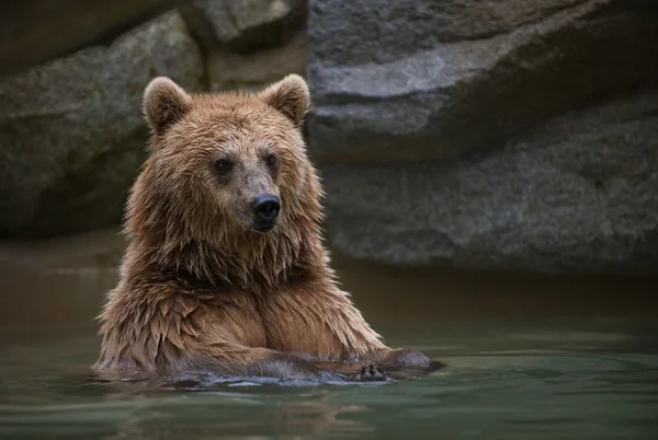 Καφέ αρκούδα σε μια πισίνα — Φωτογραφία Αρχείου