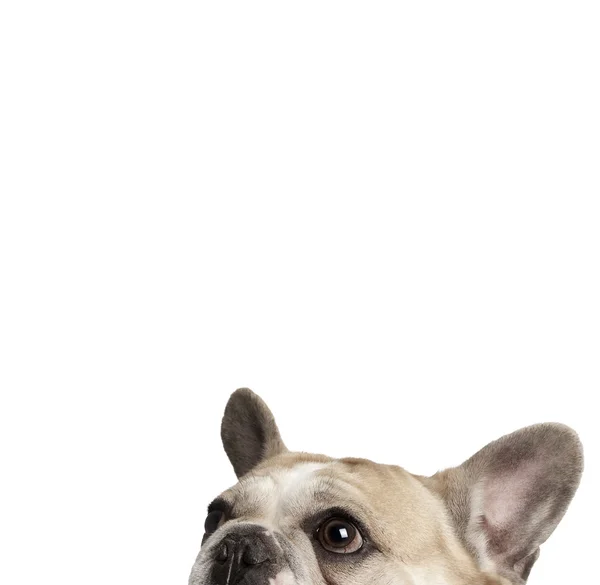 Cropped view of French bulldog, studio shot — Stock Photo, Image