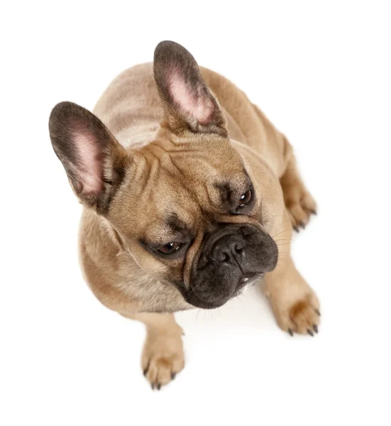 stock image High angle view of French bulldog, studio shot