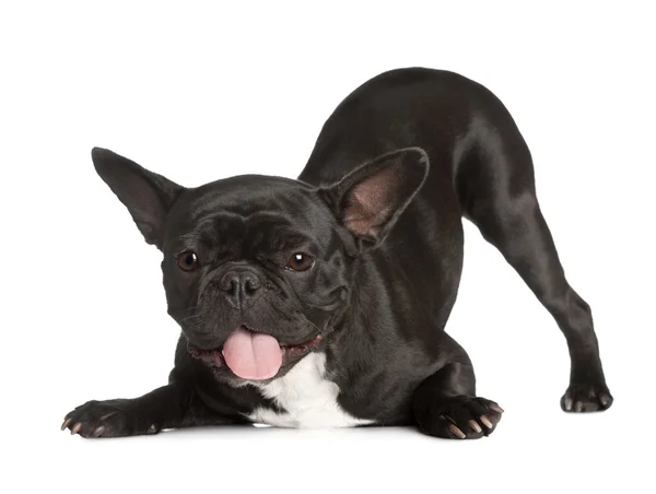 Utmattad svart fransk bulldog kneeing och flämtande — Stockfoto