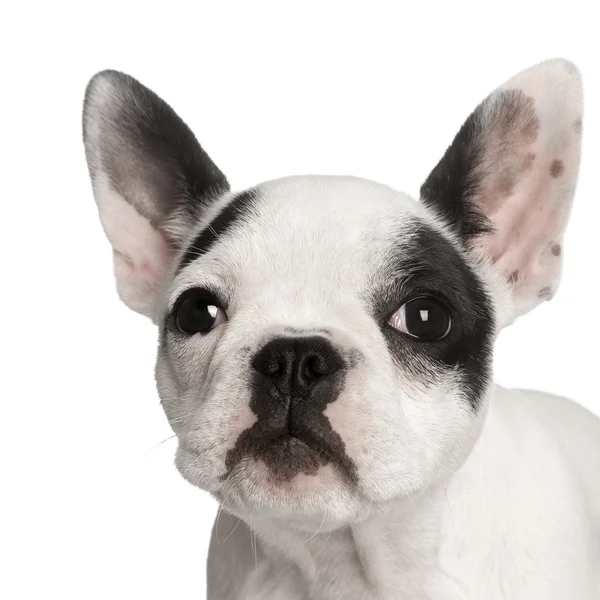 Porträtt av fransk bulldog, studio skott — Stockfoto