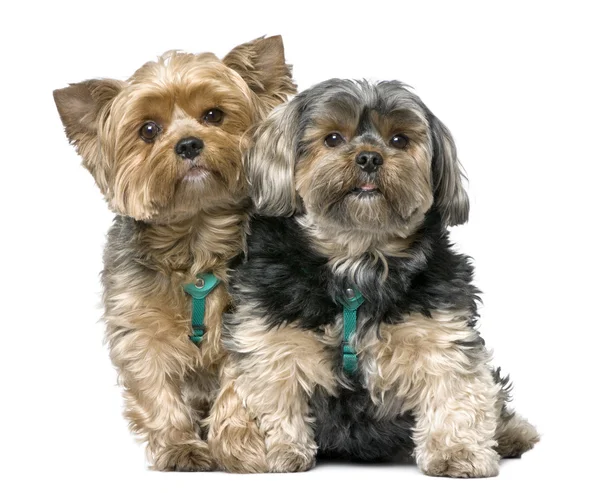Couple of Yorkshire Terrier, sitting (7 years old) — Stock Photo, Image