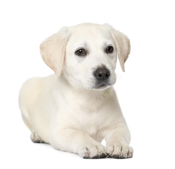 Labrador štěně (4 měsíce staré) — Stock fotografie
