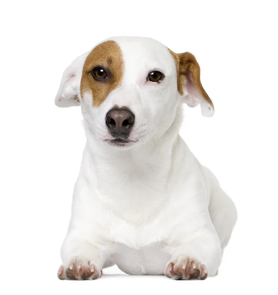 Jack russell (1 year old), facing. — Stock Photo, Image