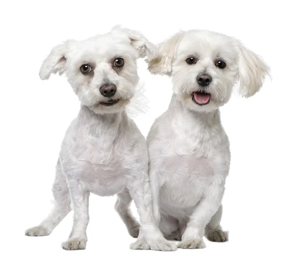 Két máltai kutya (3 és 5 éves) — Stock Fotó