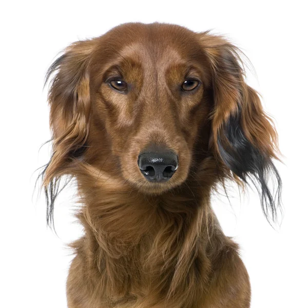 Крупный план головы собаки, такса, вид спереди — стоковое фото