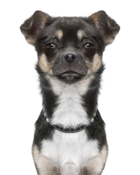 Close-up on a chihuahua's head (Digital enhancement) — Stock Photo, Image