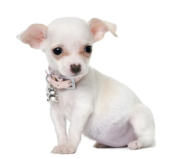 Roztomilý čivava štěně (3 měsíce staré) — Stock fotografie