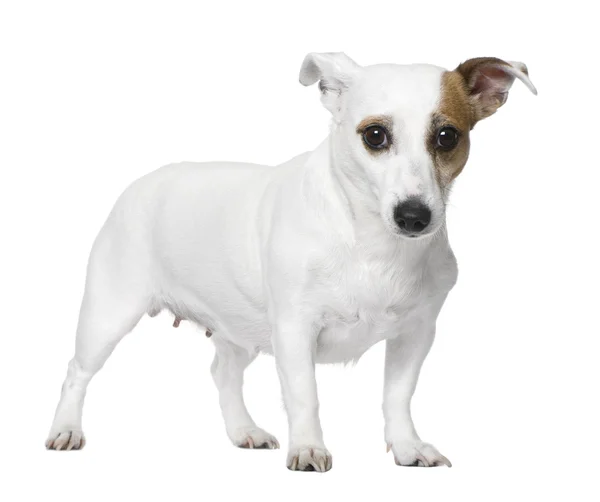 Jack russell — Stock Photo, Image