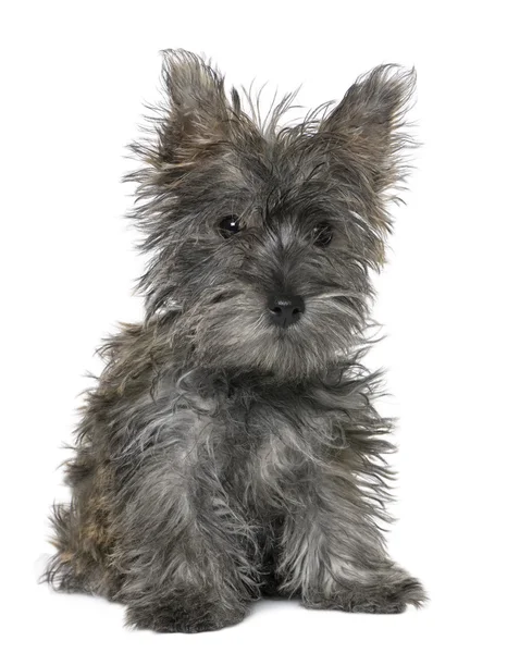 Black Yorkshire Terrier puppy sitting — Stock Photo, Image