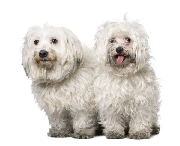 Pareja de dos perros malteses (4 años) ) — Foto de Stock