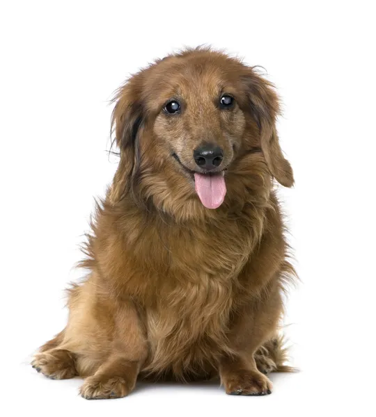 Vecchio cane senza vista: bassotto (15 anni ) — Foto Stock
