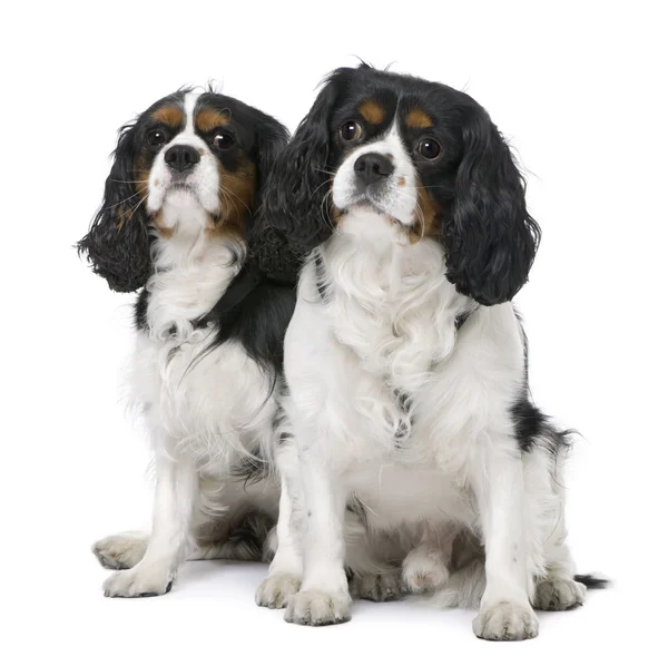 Couple of two Cavalier King Charles Spaniel (4 and 6 years old) — Stock Photo, Image