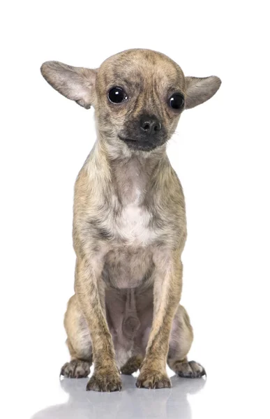 Chihuahua szczeniaka (7 miesiąca życia) siedzi — Zdjęcie stockowe