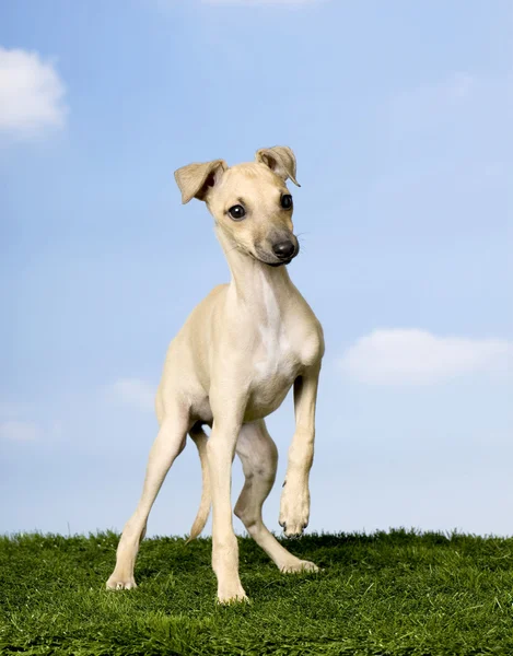 Italienischer Windhund (3 Monate)) — Stockfoto