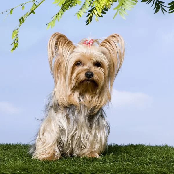 Yorkshire Terrier (4 ans) ) — Photo