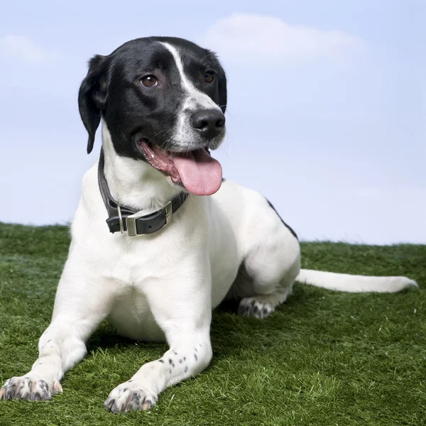 Cane di razza mista tra un beagle e un labrador — Foto Stock