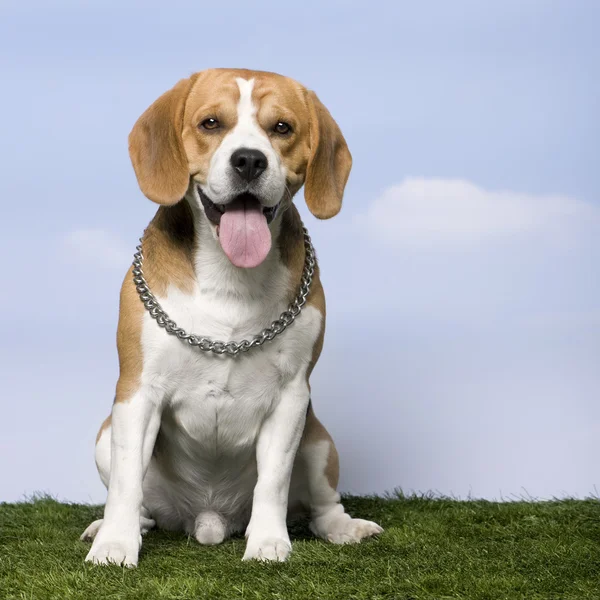 Beagle (2 anos ) — Fotografia de Stock