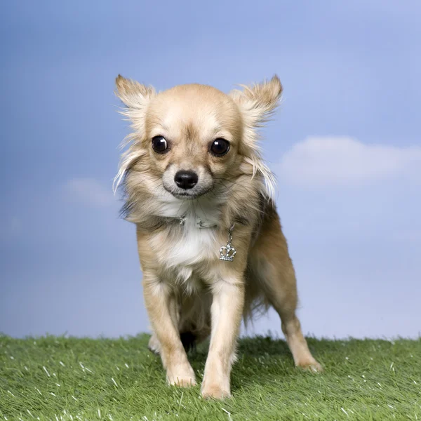 Chihuahua (8 Monate alt)) — Stockfoto