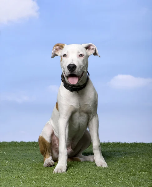 푸른 하늘에 대 한 잔디에 앉아 아메리칸 스 태 포드 셔 테리어 강아지 (5 개월) — 스톡 사진