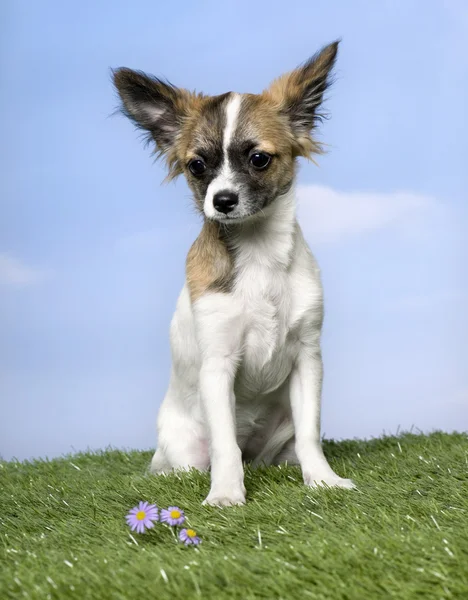 Hund: Chihuahua-Welpe sitzend (4 Monate alt)) — Stockfoto