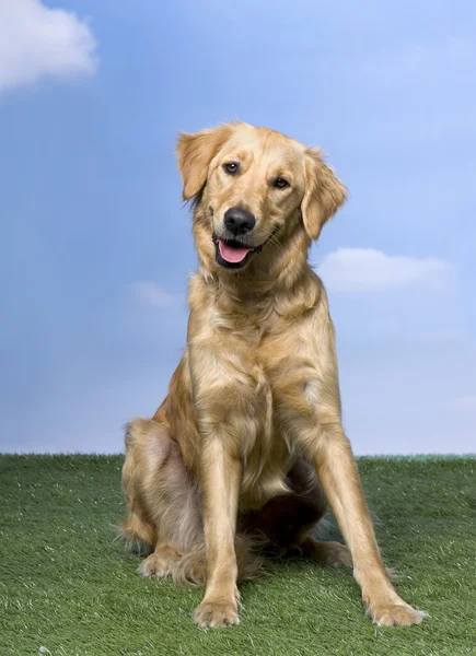 Golden Retriever sitting on the grass (1 year old) — Stock Photo, Image