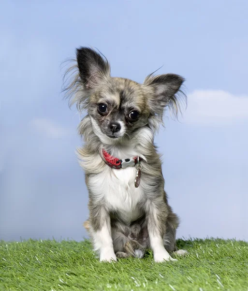 stock image Chihuahua (7 months old)