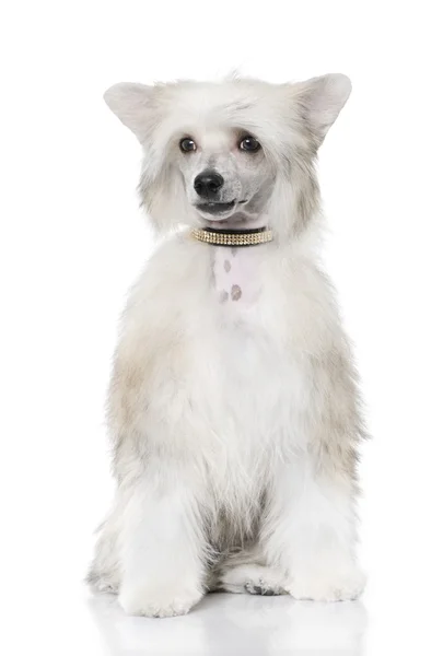 Groomed Chinese Crested Dog sitting - Powderpuff (6 month old) — Stock Photo, Image