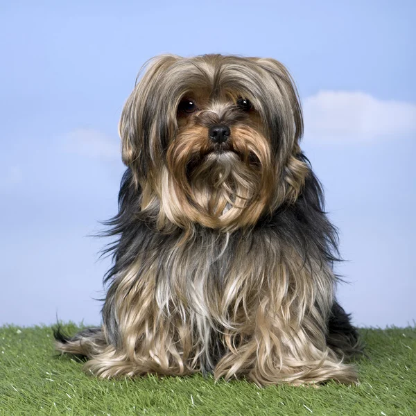 Yorkshire Terrier (3 Jahre)) — Stockfoto