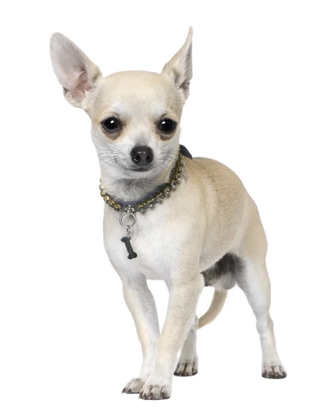 Chihuahua (1 år gammal) — Stockfoto