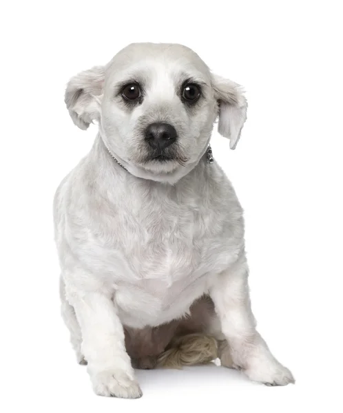 Maltská pes (3 roky starý) sedící — Stock fotografie