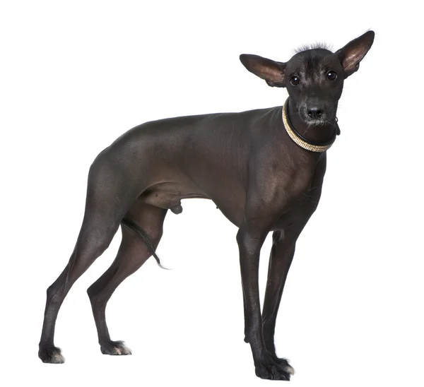 Perulu tüysüz köpek (18 aylık) — Stok fotoğraf