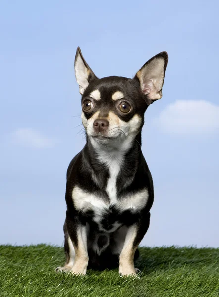 Chihuahua (1 jaar oud) — Stockfoto