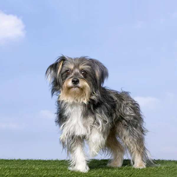 Mixed-Breed Dog with a yorkshire (8 years old) — Stock Photo, Image