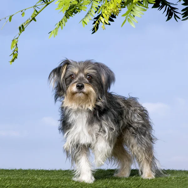 Mixed-Breed Dog with a yorkshire (8 years old) — Stock Photo, Image