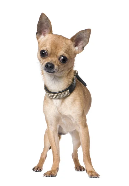 Chihuahua (18 months old) — Stock Photo, Image