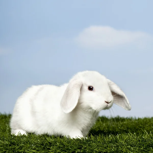 stock image White Rabbit on grass against blue sky