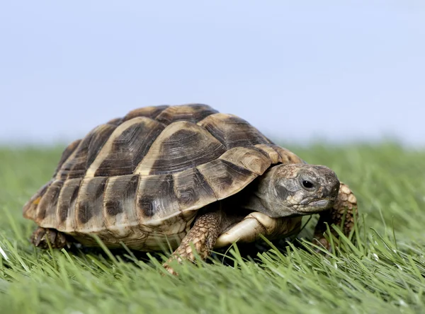 Turtle on grass against a blue sky - Stock Image - Everypixel