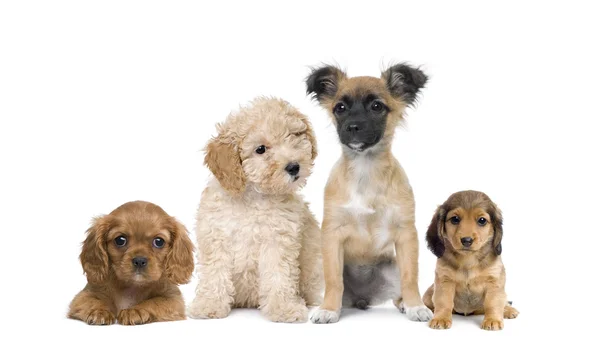 Grupo de perros cachorros en frente de fondo blanco, tiro de estudio — Foto de Stock