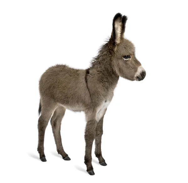 Seitenansicht von Eselsfohlen, 2 Monate alt, vor weißem Hintergrund stehend, Studioaufnahme — Stockfoto