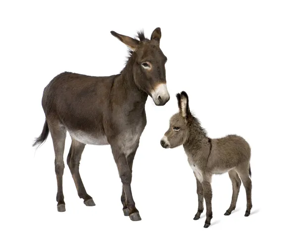 Donkey, 4 years old, and his foal, 2 months old, in front of whi — Stock Photo, Image