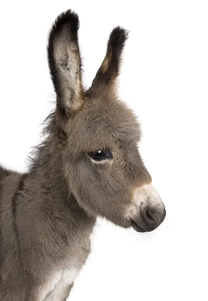 Close-up on a donkey foal's head (2 months) — Stock Photo, Image