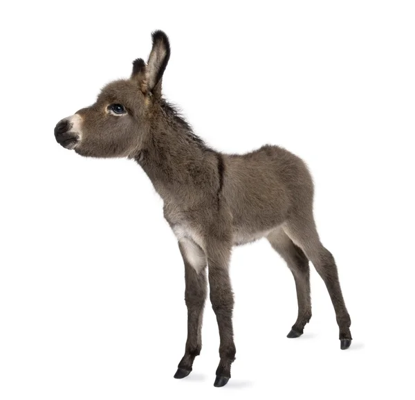 Donkey foal (2 months) — Stock Photo, Image