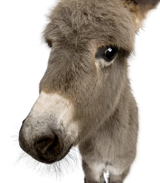 Retrato de primer plano de burro potro, 2 meses de edad, contra ba blanca — Foto de Stock