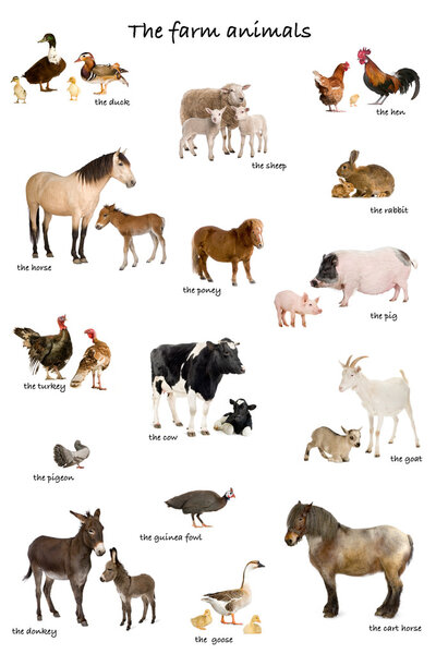 Collage of farm animals in English in front of white background,