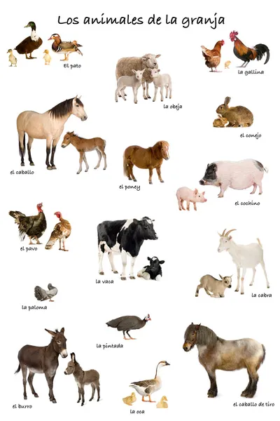Collage van landbouwhuisdieren in het Spaans voor witte achtergrond, — Stockfoto