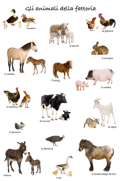 Collage of farm animals in Italian in front of white background,