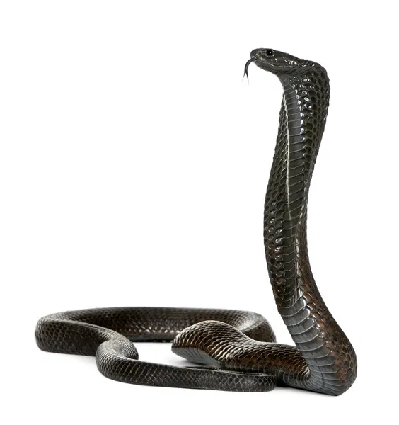 Cobra egípcia - Naja haje — Fotografia de Stock